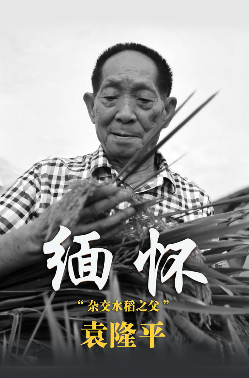 先生千古，國士無雙|諾豐導熱硅膠緬懷、致敬，永遠的“雜交水稻之父”袁隆平