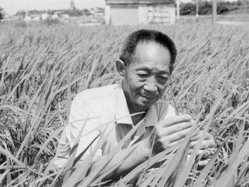 先生千古，國士無雙|緬懷、致敬，永遠的“雜交水稻之父”袁隆平